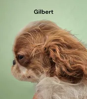 Gilbert, a male English Toy Spaniel for sale in DeMotte, IN – 2 of 2