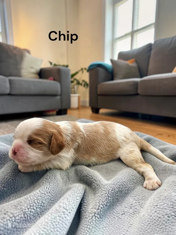 Chip (Chocolate Blenheim) – Cavalier King Charles Spaniel puppy for sale in DeMotte, IN