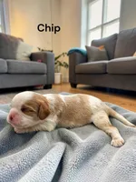 Chip (Chocolate Blenheim), a male Cavalier King Charles Spaniel for sale in DeMotte, IN – 1 of 1