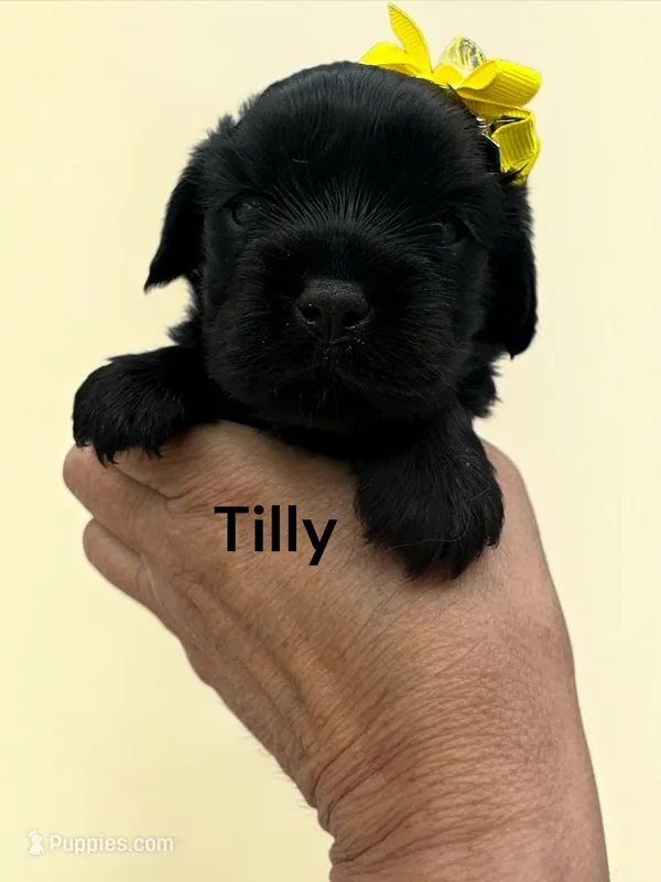 Tilly (Solid Black) – Cavalier King Charles Spaniel puppy for sale in DeMotte, IN