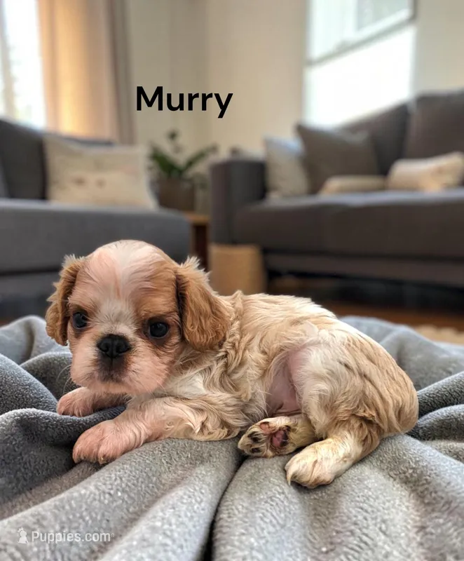 Murry – English Toy Spaniel puppy for sale in DeMotte, IN