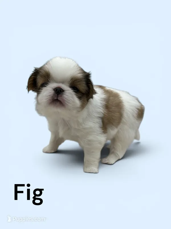 Fig – Japanese Chin puppy for sale in DeMotte, IN