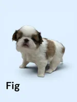 Fig, a male Japanese Chin for sale in DeMotte, IN – 1 of 1