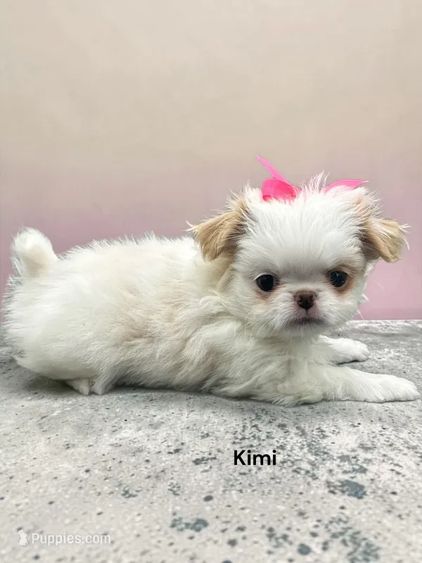 Kimi – Japanese Chin puppy for sale in DeMotte, IN