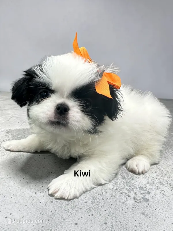 Kiwi – Japanese Chin puppy for sale in DeMotte, IN