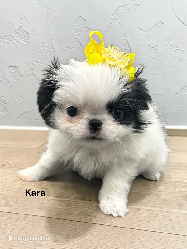 Kara – Japanese Chin puppy for sale in DeMotte, IN