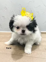 Kara, a female Japanese Chin for sale in DeMotte, IN – 2 of 4