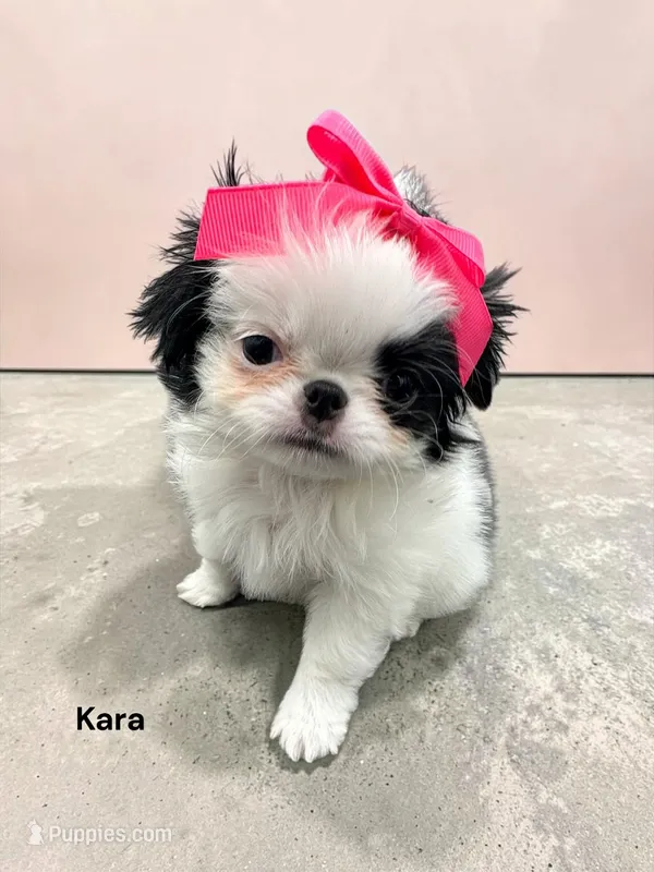 Kara – Japanese Chin puppy for sale in DeMotte, IN