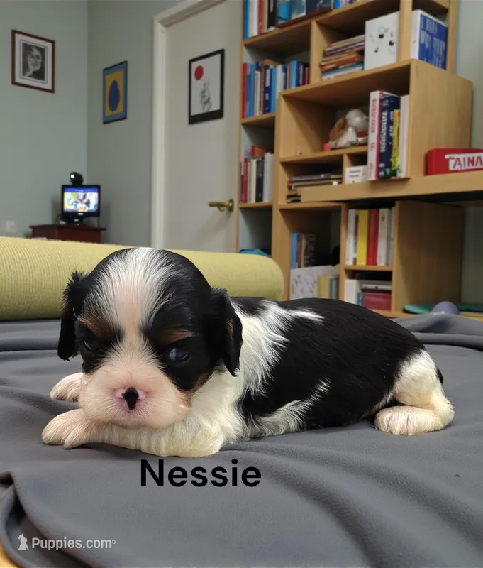 Nessie – Cavalier King Charles Spaniel puppy for sale in DeMotte, IN