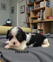 Nessie, a female Cavalier King Charles Spaniel for sale in DeMotte, IN – 3 of 6