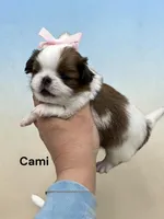 Cami, a female Japanese Chin for sale in DeMotte, IN – 2 of 2