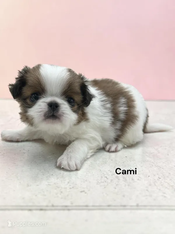 Cami – Japanese Chin puppy for sale in DeMotte, IN