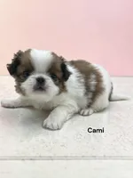 Cami, a female Japanese Chin for sale in DeMotte, IN – 1 of 2
