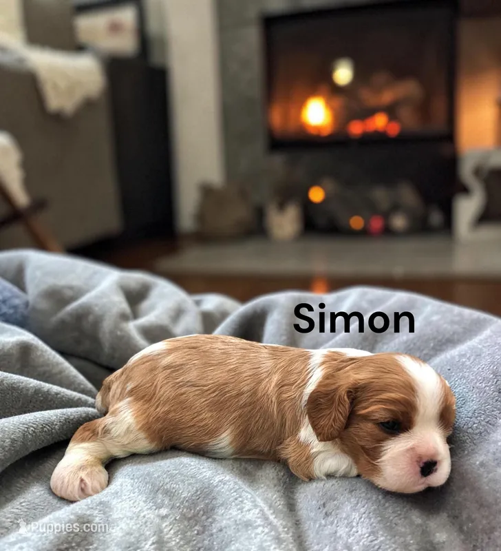 Simon – Cavalier King Charles Spaniel puppy for sale in DeMotte, IN