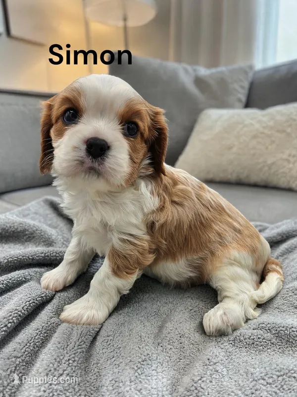 Simon – Cavalier King Charles Spaniel puppy for sale in DeMotte, IN