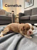 Cornelius (Chocolate Blenheim), a male Cavalier King Charles Spaniel for sale in DeMotte, IN – 1 of 1