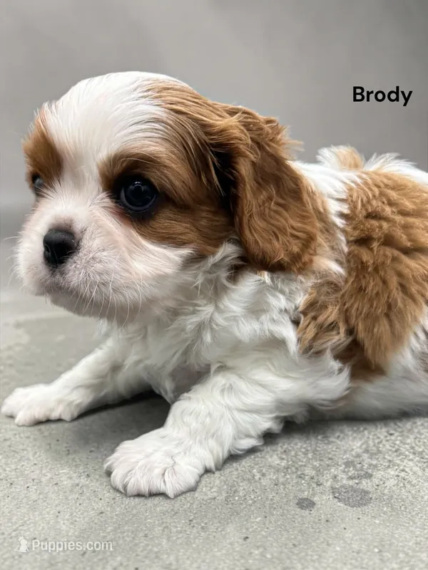 Brody – Cavalier King Charles Spaniel puppy for sale in DeMotte, IN