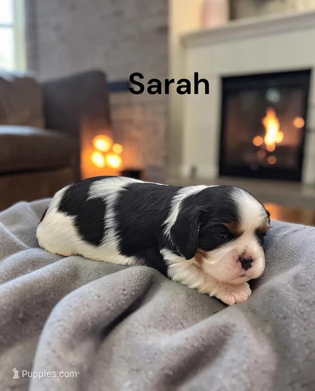 Sarah – Cavalier King Charles Spaniel puppy for sale in DeMotte, IN