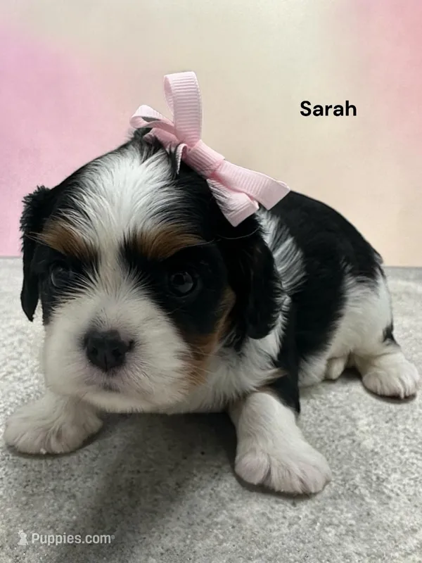 Sarah – Cavalier King Charles Spaniel puppy for sale in DeMotte, IN