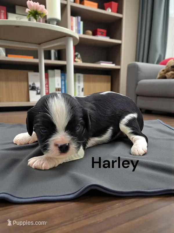 Harley (Black And White) – Cavalier King Charles Spaniel puppy for sale in DeMotte, IN