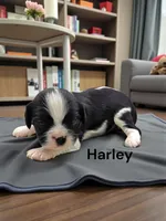Harley (Black And White), a male Cavalier King Charles Spaniel for sale in DeMotte, IN – 1 of 1
