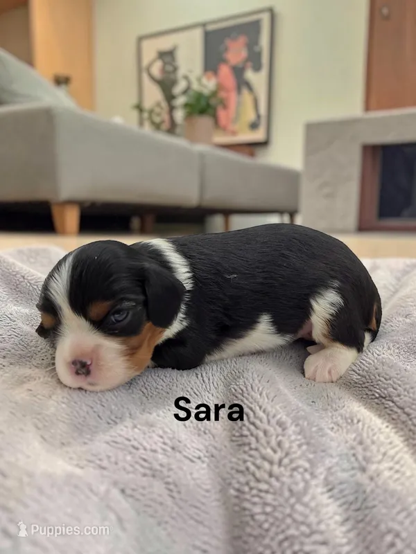 Sara – Cavalier King Charles Spaniel puppy for sale in DeMotte, IN