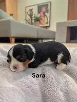 Sara, a female Cavalier King Charles Spaniel for sale in DeMotte, IN – 1 of 1