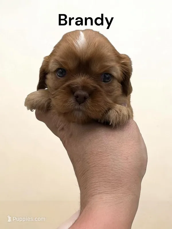 Brandy (chocolate Ruby) – Cavalier King Charles Spaniel puppy for sale in DeMotte, IN
