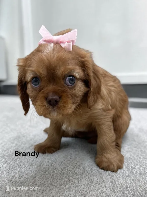 Brandy (chocolate Ruby) – Cavalier King Charles Spaniel puppy for sale in DeMotte, IN
