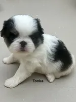 Tonka, a male Japanese Chin for sale in DeMotte, IN – 2 of 3