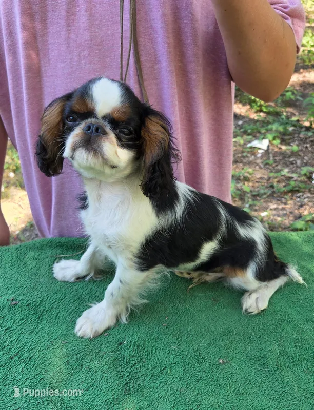 Garrett – English Toy Spaniel puppy for sale in DeMotte, IN
