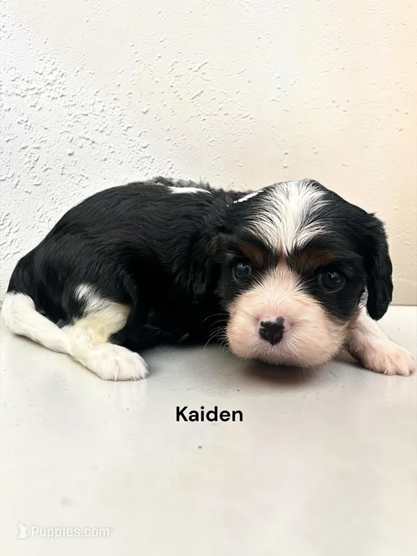 Kaiden – Cavalier King Charles Spaniel puppy for sale in DeMotte, IN