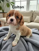 Colton, a male Cavalier King Charles Spaniel for sale in DeMotte, IN – Photo 2 of 4