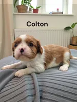 Colton, a male Cavalier King Charles Spaniel for sale in DeMotte, IN – Photo 4 of 4