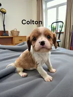 Colton, a male Cavalier King Charles Spaniel for sale in DeMotte, IN – Photo 3 of 4