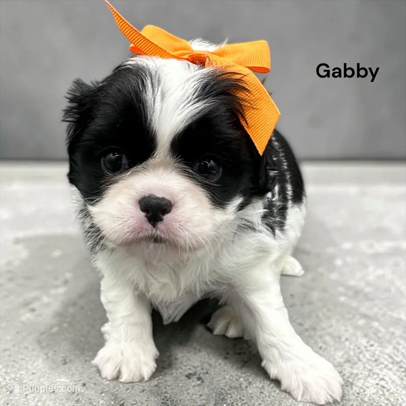 Gabby (black and White) – Cavalier King Charles Spaniel puppy for sale in DeMotte, IN