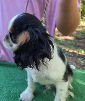 Garrett, a male English Toy Spaniel for sale in DeMotte, IN – 2 of 2