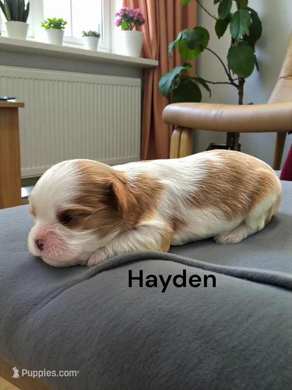 Hayden – Cavalier King Charles Spaniel puppy for sale in DeMotte, IN