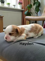 Hayden, a male Cavalier King Charles Spaniel for sale in DeMotte, IN – 1 of 1