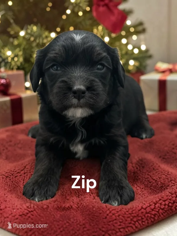 Zip (Solid Black) – Cavalier King Charles Spaniel puppy for sale in DeMotte, IN