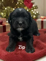 Zip (Solid Black), a male Cavalier King Charles Spaniel for sale in DeMotte, IN – 1 of 1