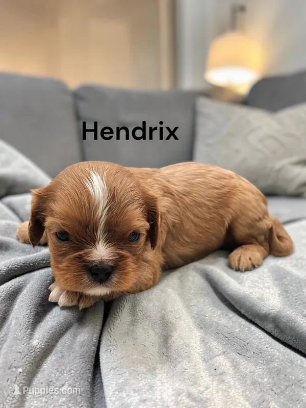 Hendrix – Cavalier King Charles Spaniel puppy for sale in DeMotte, IN