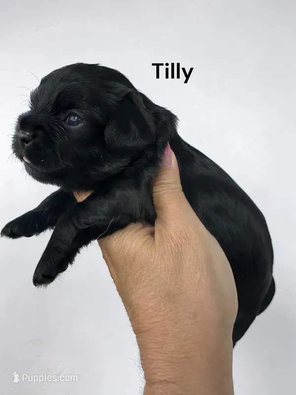 Tilly (Solid Black) – Cavalier King Charles Spaniel puppy for sale in DeMotte, IN