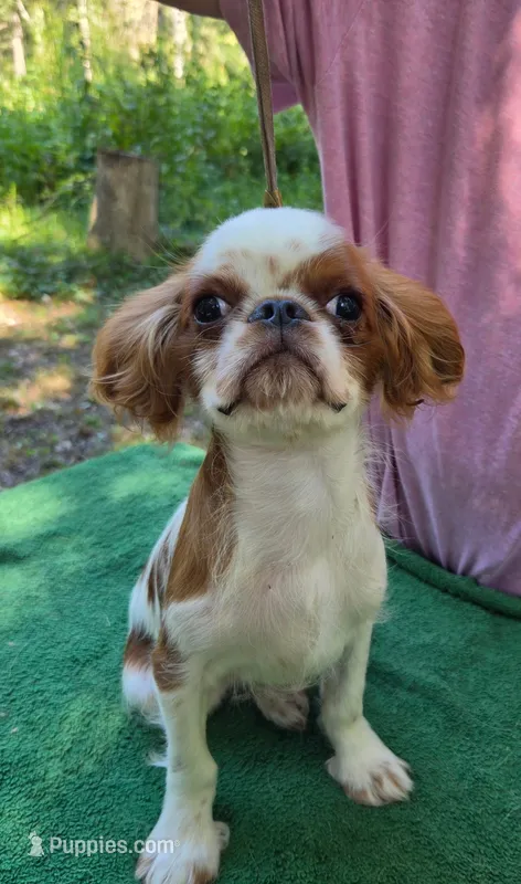 Gilbert – English Toy Spaniel puppy for sale in DeMotte, IN