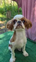 Gilbert, a male English Toy Spaniel for sale in DeMotte, IN – 1 of 3