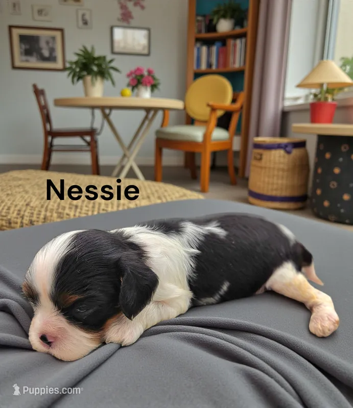 Nessie – Cavalier King Charles Spaniel puppy for sale in DeMotte, IN