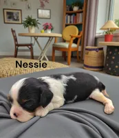 Nessie, a female Cavalier King Charles Spaniel for sale in DeMotte, IN – 4 of 6