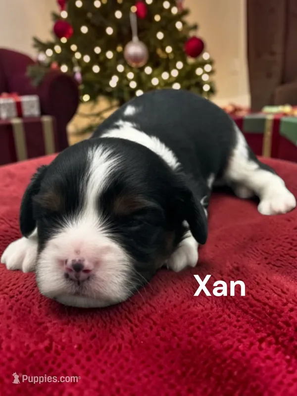 Xan – Cavalier King Charles Spaniel puppy for sale in DeMotte, IN