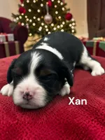 Xan, a male Cavalier King Charles Spaniel for sale in DeMotte, IN – 1 of 1