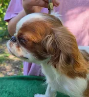 Gilbert, a male English Toy Spaniel for sale in DeMotte, IN – 3 of 3
